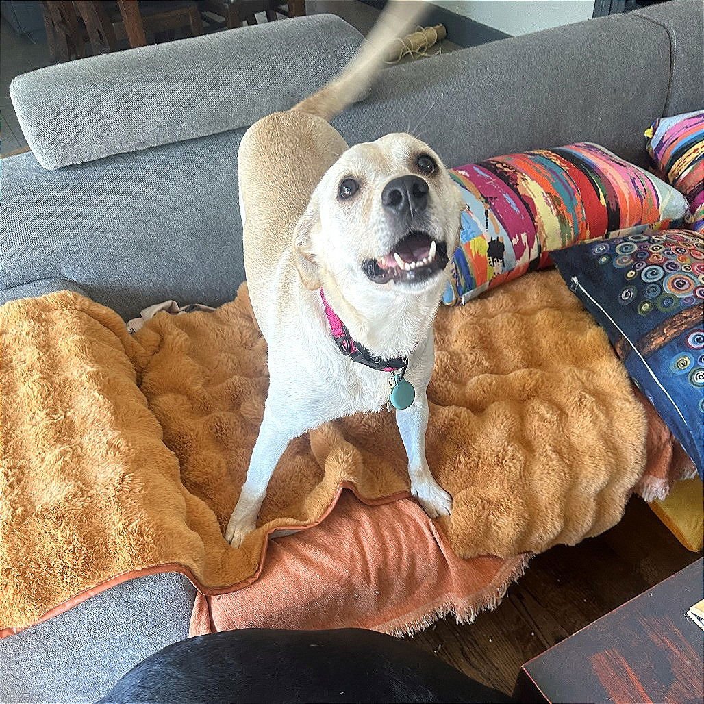 RILEY - Labrador Retriever available for adoption