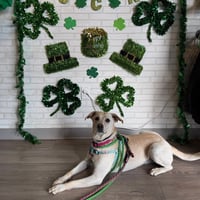 Riley - Photo 4
