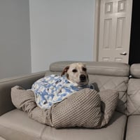Riley - Photo 2