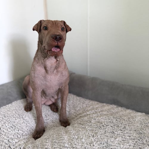 DAWN - Terrier available for adoption