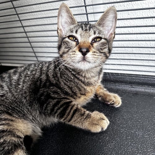 WASP - Domestic Short Hair available for adoption