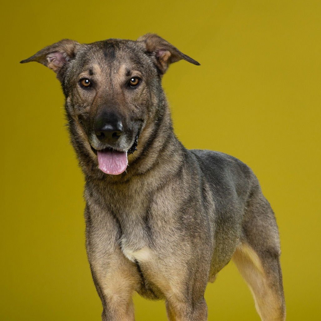 ARTIE - Shepherd available for adoption