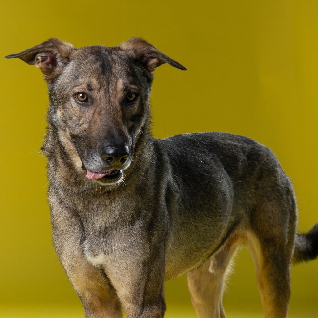 ARTIE - Shepherd available for adoption