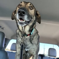 Artie - Photo 4