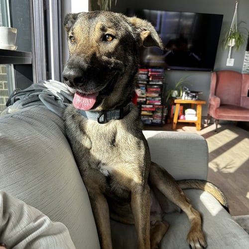 ARTIE - Shepherd available for adoption
