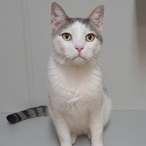 RIGGS - Domestic Short Hair available for adoption