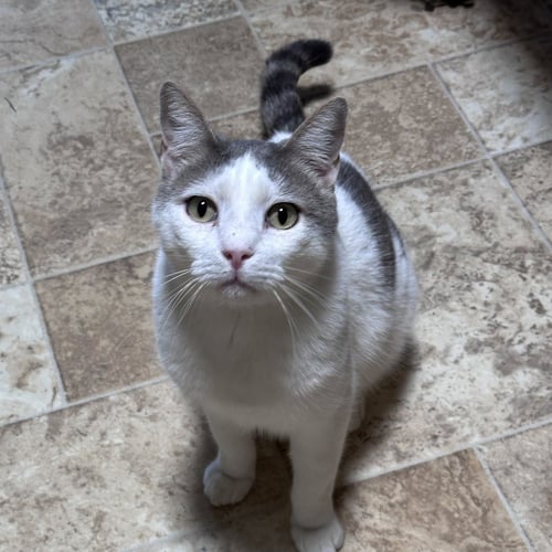 RIGGS - Domestic Short Hair for adoption in Lewisville