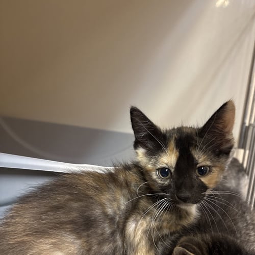 CHAI - Domestic Short Hair available for adoption
