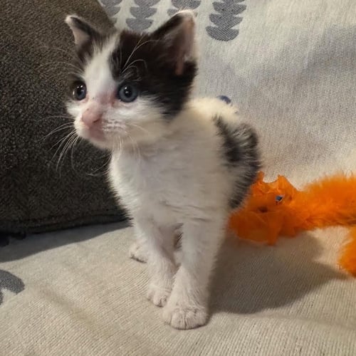 PIKANTE - Domestic Medium Hair available for adoption