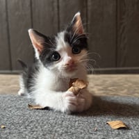 Pikante - Photo 1