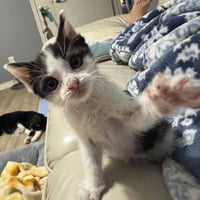Pikante - Photo 4