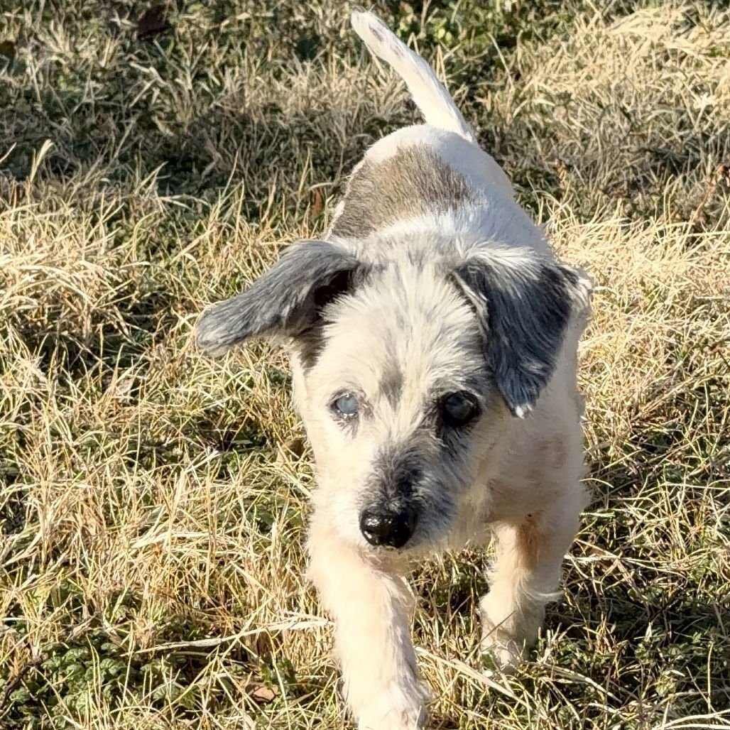 AGNES - Poodle (Miniature) available for adoption