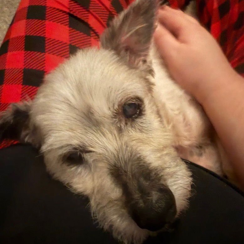 AGNES - Poodle (Miniature) available for adoption