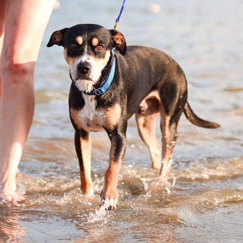 BEAU - Terrier available for adoption