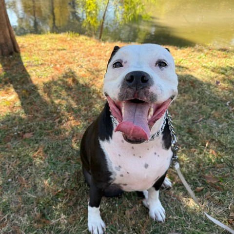 KITTEN III (NEW DIGS) - American Bulldog available for adoption