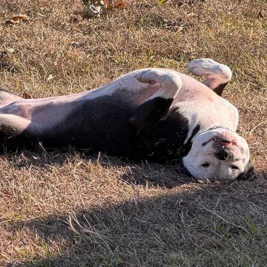 KITTEN III (NEW DIGS) - American Bulldog available for adoption