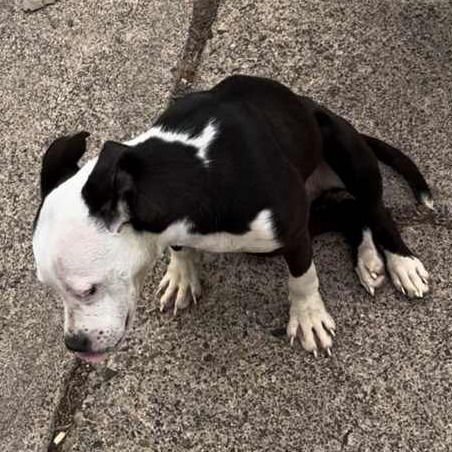 Kitten III (New Digs) - Photo 3