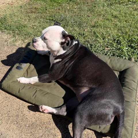 Kitten III (New Digs) - Photo 4