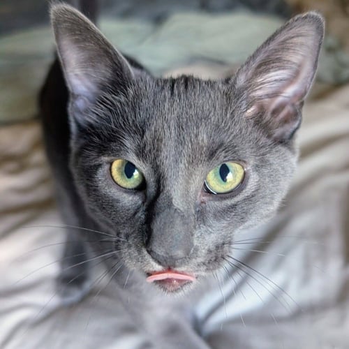LEAFEON - Domestic Short Hair for adoption in Denton