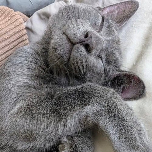 LEAFEON - Domestic Short Hair available for adoption
