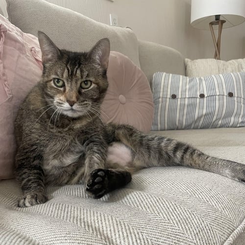 BOBBI - Domestic Short Hair available for adoption