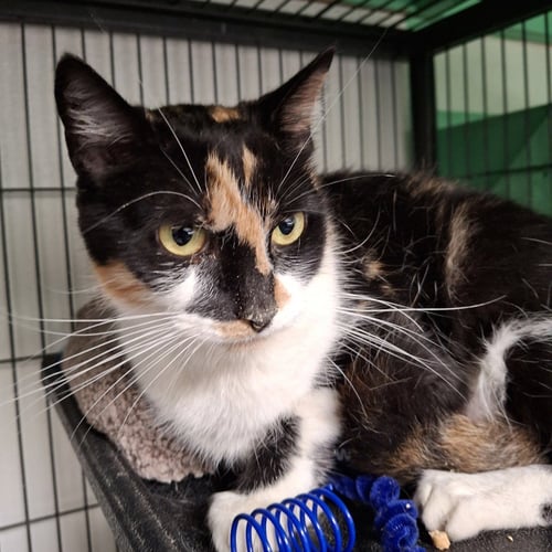 PUZZLES - Domestic Short Hair available for adoption