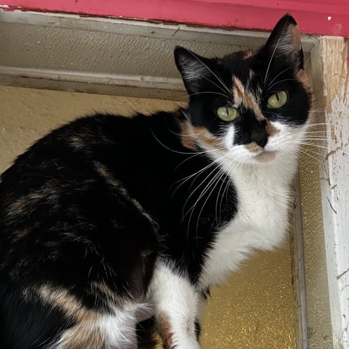 PUZZLES - Domestic Short Hair available for adoption