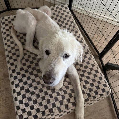 LOLA - Terrier available for adoption