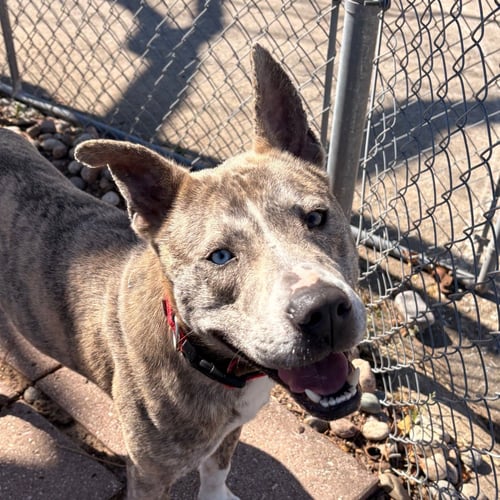 DUTTON - Terrier available for adoption