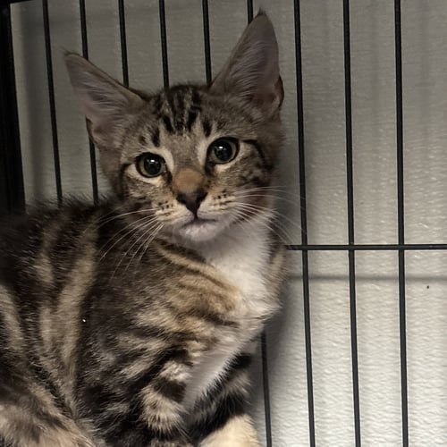RAZZBERRY JAM - Domestic Short Hair available for adoption