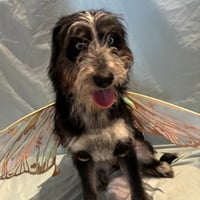 Darla - Photo 4