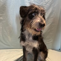 Darla - Photo 3
