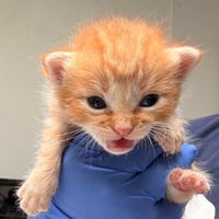 Garfield - Photo 1