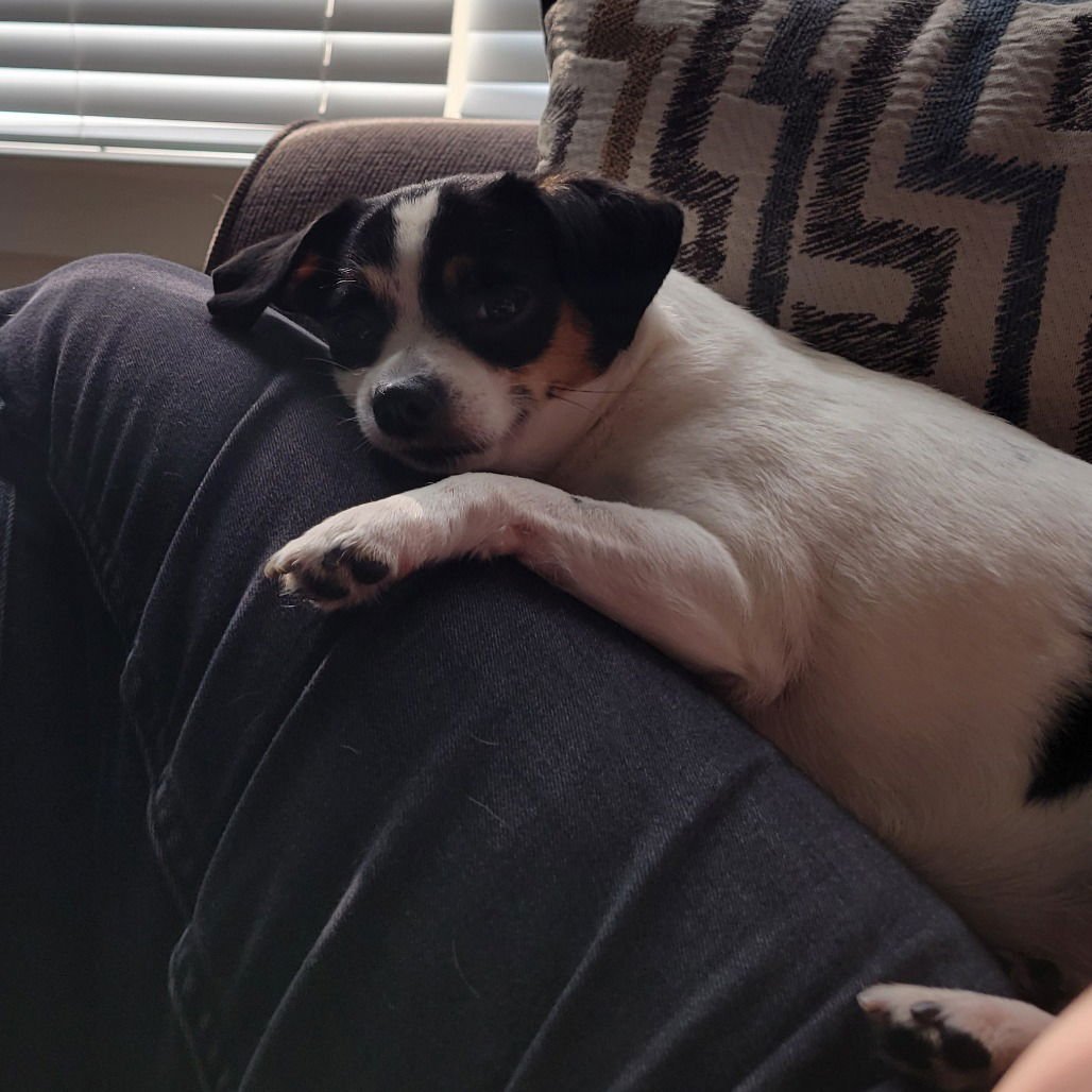 DUNCAN II (NEW DIGS) - Chihuahua available for adoption