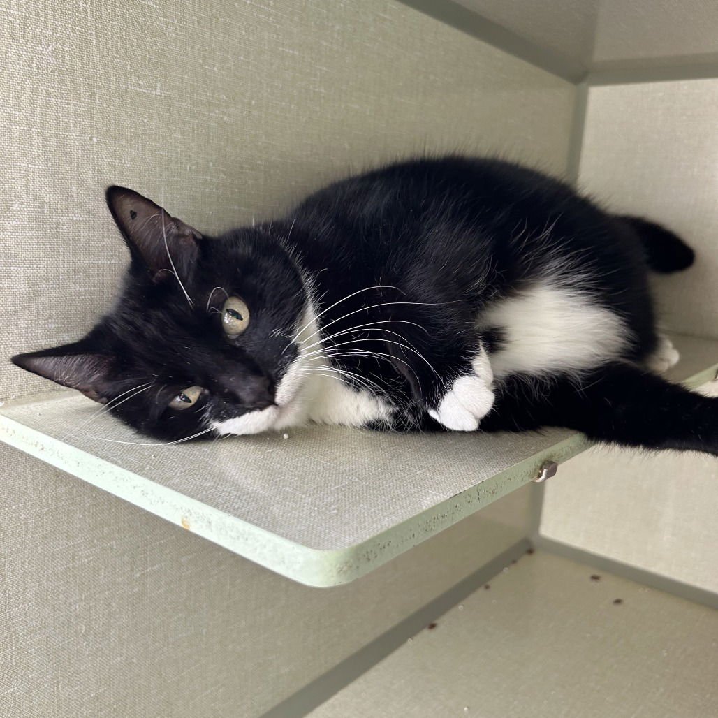 ANABELLE (NEW DIGS) - Domestic Short Hair available for adoption