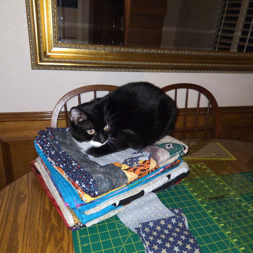 ANABELLE (NEW DIGS) - Domestic Short Hair available for adoption