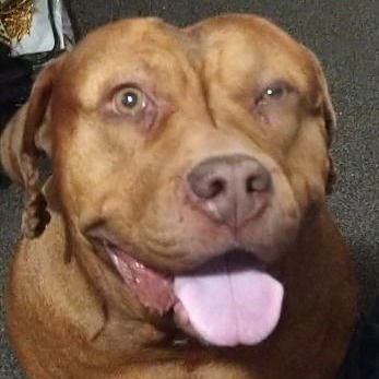 CANELA (NEW DIGS) - Mastiff available for adoption