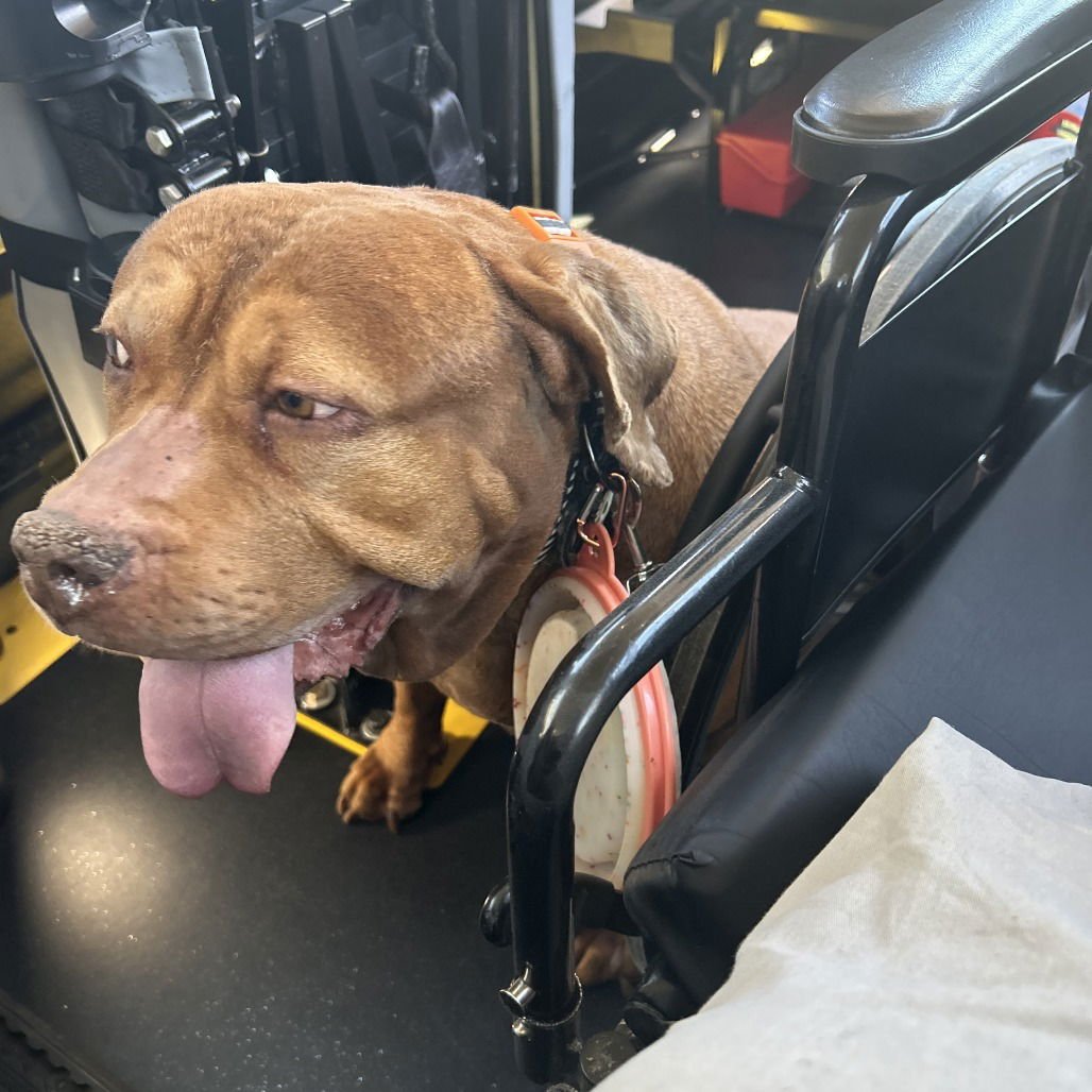 CANELA (NEW DIGS) - Mastiff available for adoption