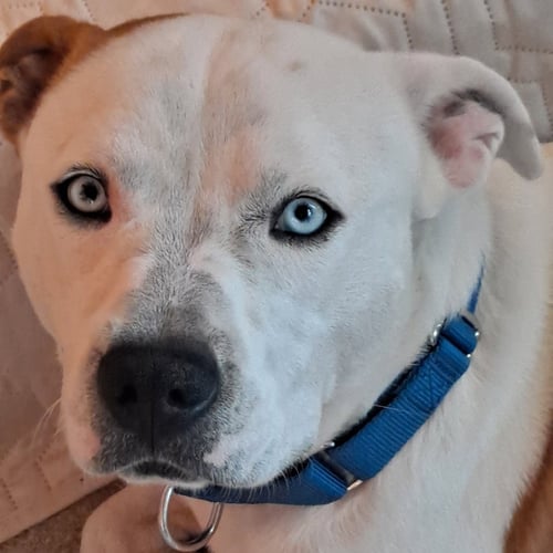 PLUTO - Pit Bull Terrier available for adoption