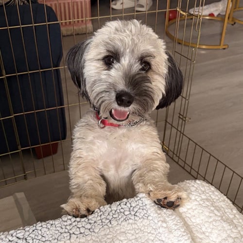 ALBIE - Havanese available for adoption