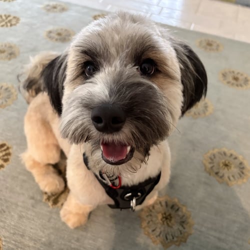 ALBIE - Havanese available for adoption