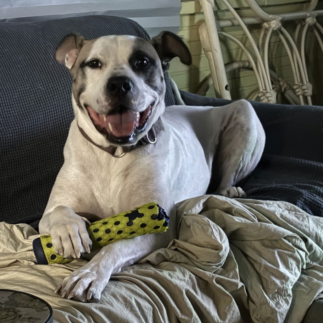 JULIUS II (NEW DIGS) - Pit Bull Terrier available for adoption