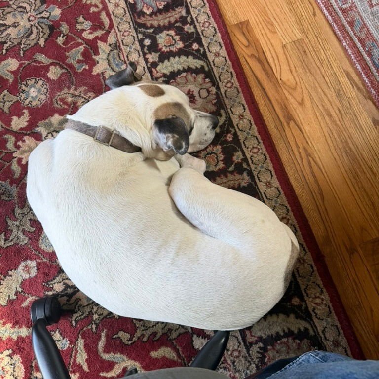 JULIUS II (NEW DIGS) - Pit Bull Terrier available for adoption