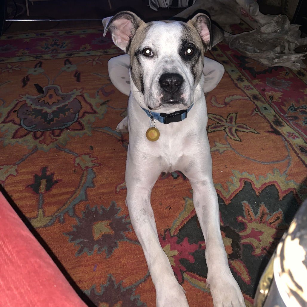 Julius II (New Digs) - Photo 3