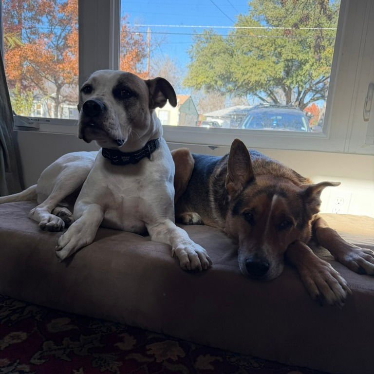 Julius II (New Digs) - Photo 4