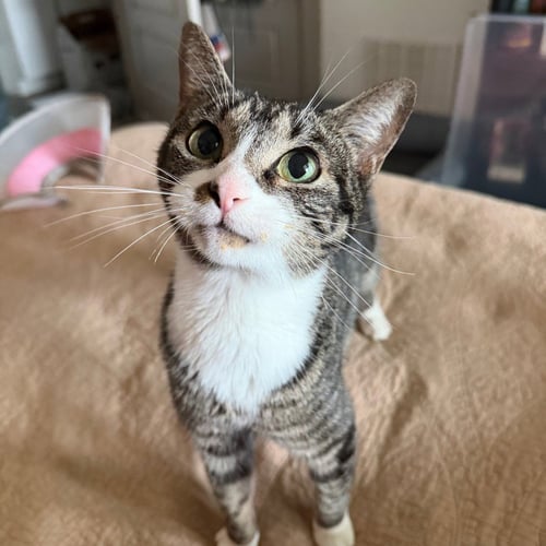 TWIG - Domestic Short Hair available for adoption