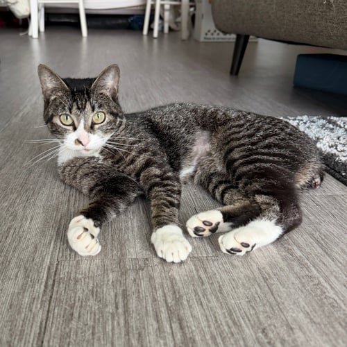 TWIG - Domestic Short Hair available for adoption