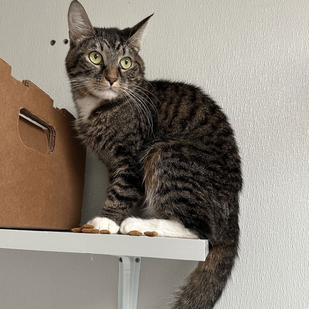 GIBSON - Domestic Short Hair available for adoption