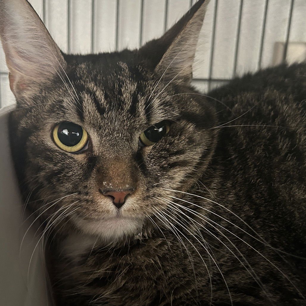 GIBSON - Domestic Short Hair available for adoption