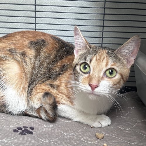 OLIVE - Domestic Short Hair available for adoption